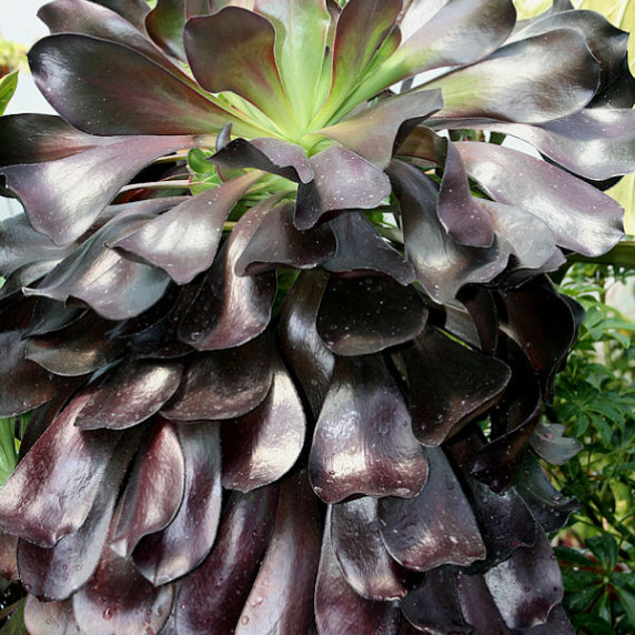 aeonium_arboreum_atropurpureum_v_4.jpg