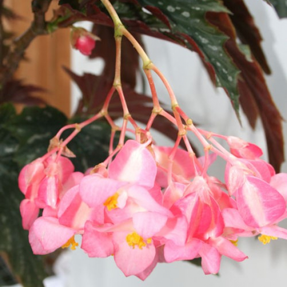 begonia_sophie_cecile_v_1.jpg