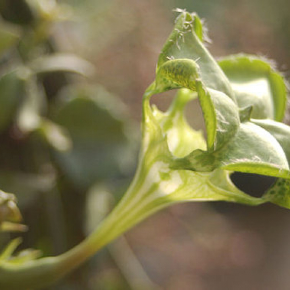 ceropegia_sandersonii_v_1.jpg