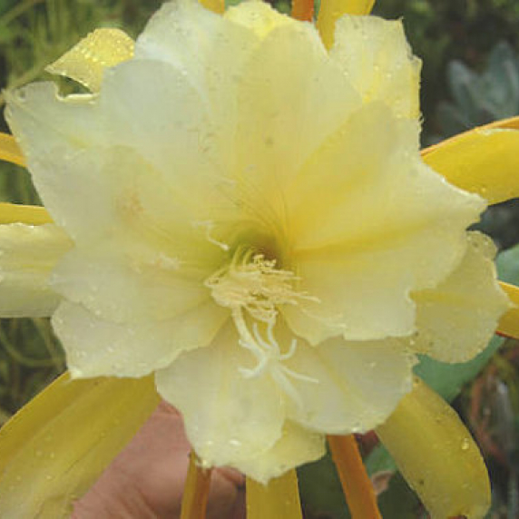 epiphyllum_specie_yellow_flowered_v_1.jpg