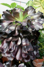 aeonium_arboreum_atropurpureum_v_4.jpg