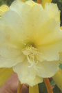 epiphyllum_specie_yellow_flowered_v_1.jpg