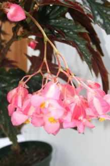 begonia sophie cecile