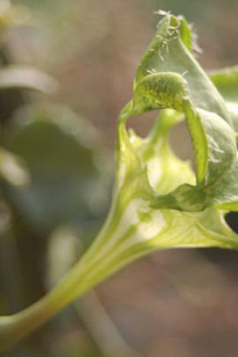 ceropegia sandersonii