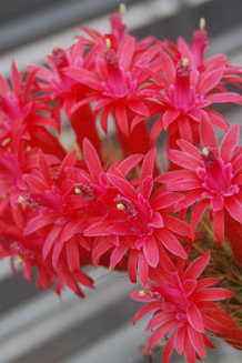 cleistocactus winteri